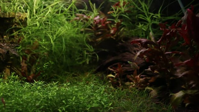 Female pearl galaxy danio swimming in planted tank, Danio margaritatus