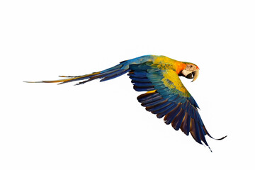Macaw parrot isolated on white background.