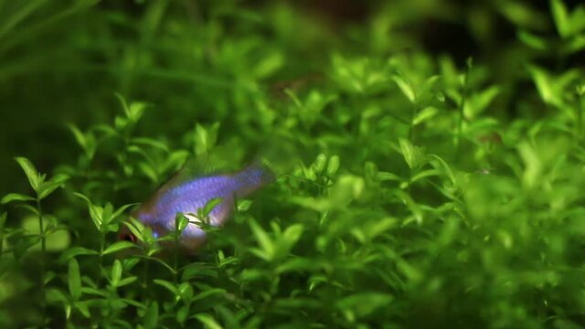 Electric blue ram cichlid hides itself in Pearl Weed