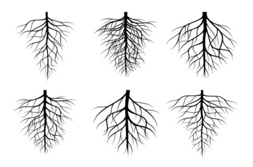 Fototapeta na wymiar A set of black Tree Roots. Vector outline Illustration. Plant and Garden.