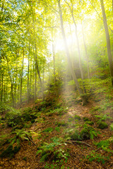 Fototapeta na wymiar Schöner Wald im Sommer mit Sonne
