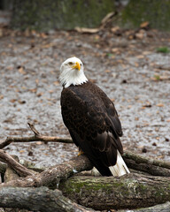 Bald Eagle Stock Photos. Bald Eagle perched on a log displaying its body, head, beak, talons, plumage with a blur background  in its habitat and environment. Image. Picture. Portrait.