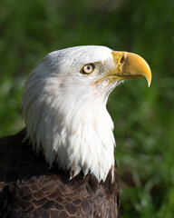 Bald Eagle Stock Photos. Bald Eagle head close-up profile with blur background. Portrait. Image. Photo. Picture.