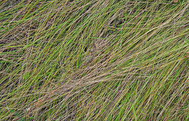 Long dry grass as background