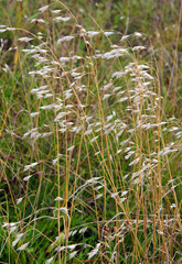 Avena fatua in autumn