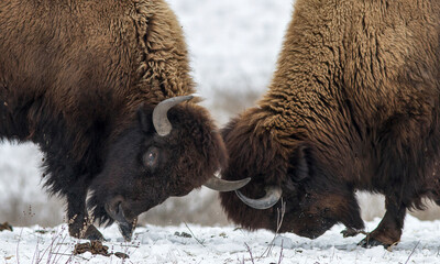 Huge buffalo pair butting on snow. Battle of two american bison.