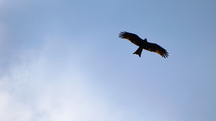 Silhouette of the hawk in flight under the bright sun and cloudy sky	