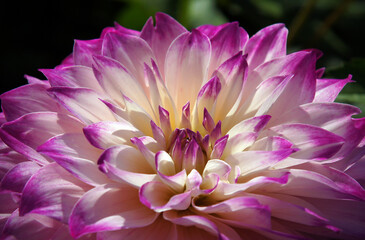 Flowers of Dahlia