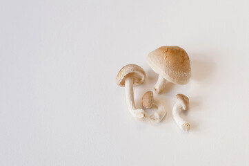 Fresh shiitake mushrooms lie on a white background. Top view close up with copy space.