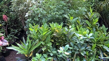scenic view of green plants for multipurpose use