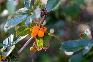 green colors and yellow flowers