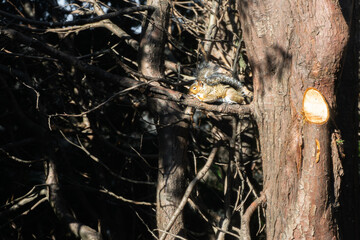 squirrel on tree in the daytime 