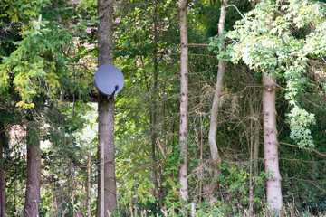 Satellitenschüssel im Wald