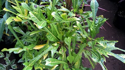 scenic view of green plants for multipurpose use