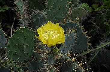 Yellow cactus flower 