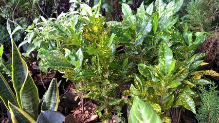 scenic view of green plants for multipurpose use