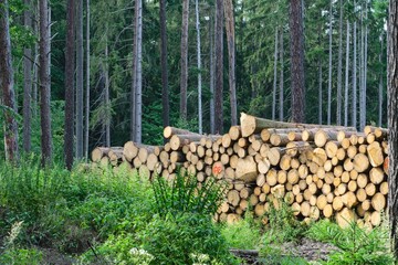 Woodpile after deforestation