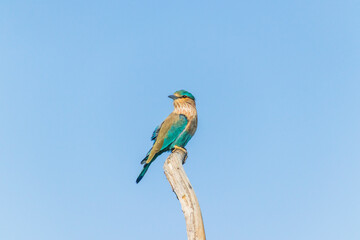 Close up views of an Indian roller