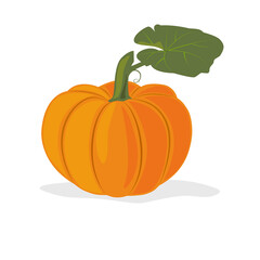 Fresh ripe orange pumpkin on a white background. Tasty sweet vegetable. Pumpkin icon. Can be used as emblem, logo, web print, sticker. Vector illustration.