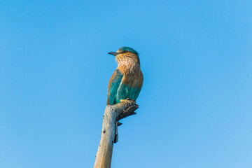 Close up views of an Indian roller