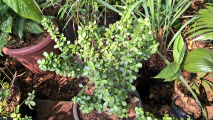 Crassula ovata, commonly known as jade plant, lucky plant, money plant or money tree