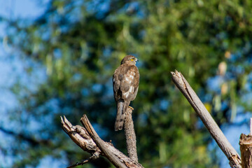 A Shikra sitting on a branch