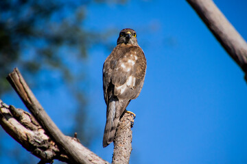 A Shikra sitting on a branch