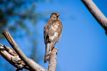 A Shikra sitting on a branch