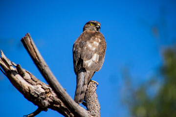 A Shikra sitting on a branch