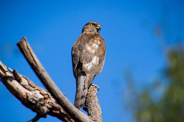 A Shikra sitting on a branch