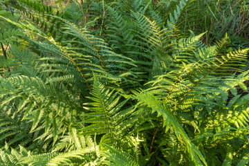 beautiful, natural, green fern plants with structure in the forest, Park in summer