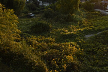 autumn in the forest