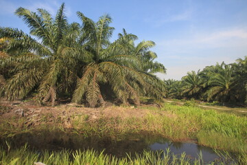 
The Rawa Tripa peat forest, Aceh as a natural fortress, played an important role in reducing water...