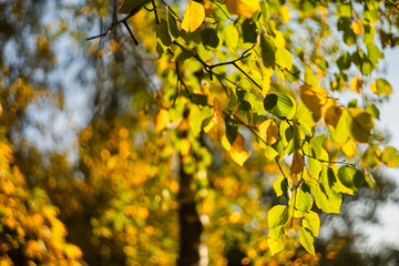 Autumn elm in yellow color with leaves and bokeh