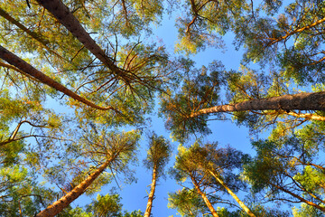 Crowns of pine trees overhead against the blue sky