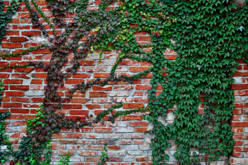 Wild grapes on a vintage red brick wall