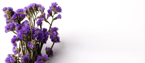 Purple flowers on a white background. Space for text input.