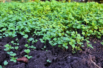 Green lawn.  Many young shoots.  Sowing mustard sprouts.  Small plants.  Sown field