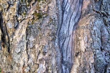 The cracked bark of an old tree.  Apple tree wood macro photography.  Background from old bark, moss. A crack in a tree 