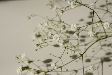 Tiny Flowers of Baby’s Breath (Gypsophila) Still life photography