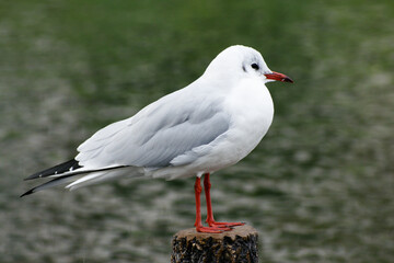 Black-Headed Gull Sitting on a Wooden Stake