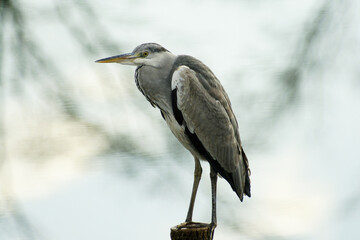 Grey heron Sitting on a Wooden Stake, Beautiful Blur Background