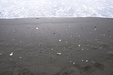 Shells on the beach.