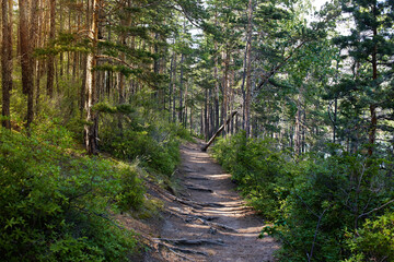 A path in a pine forest in summer.