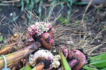 Tubers of varietal gladioli with bulbs lie on the ground.  Close-up of bulbous flowers. Thin and...