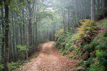 hiking trail in the mountain forest