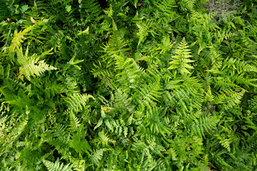 Beautiful plants and colorful plants Fern or moss Bring to the garden decoration Assembling a waterfall in the backyard, Thailand 2002-10-15