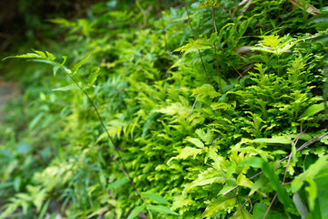 Beautiful plants and colorful plants Fern or moss Bring to the garden decoration Assembling a waterfall in the backyard, Thailand 2002-10-15