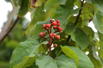 Dark red buds on branch and green leaves of achiote tree or annatto tree and blur background. 
