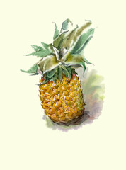 Watercolor hand-paint. Ripe juicy pineapple with green leaves. Illustration isolated on yellow.